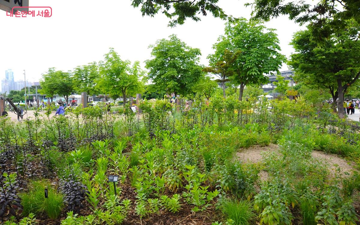 서울식물원의 ‘내 손으로 만드는 정원’ ©조수봉