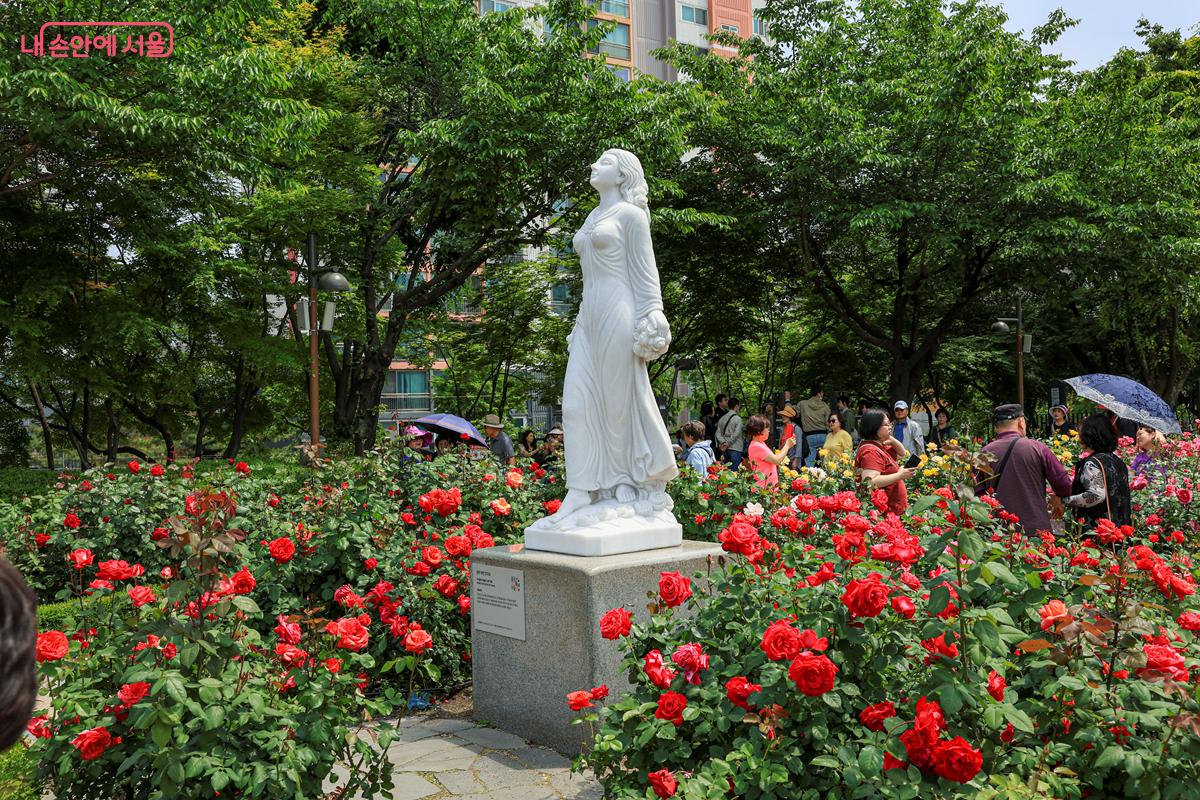 붉은 장미 꽃밭 사이에 '장미 여인 조각상'이 보인다. ⓒ박우영