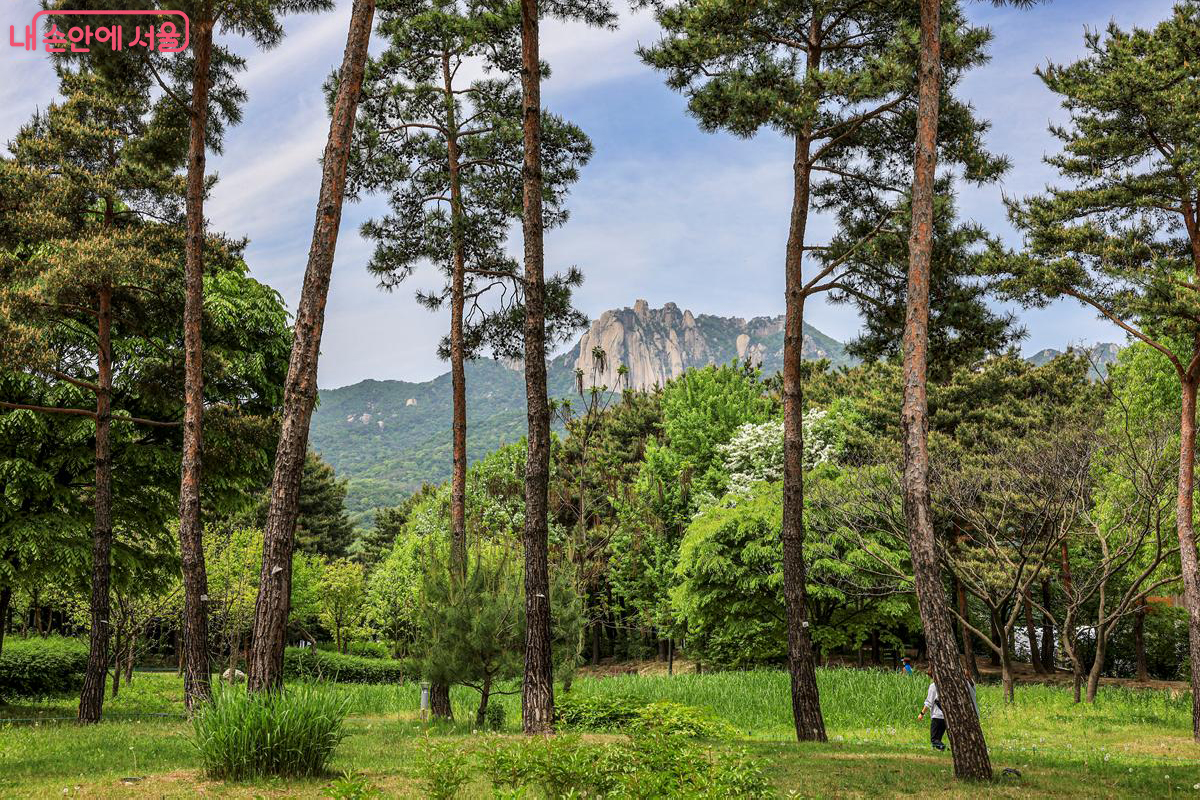 파란 하늘과 도봉산을 배경으로 서 있는 나무들을 보니, 절로 힐링이 되는 느낌이다. ⓒ박우영 