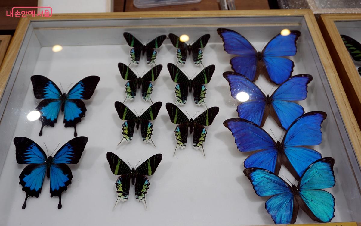  '대한민국 곤충경진대회'에 전시된 나비 표본 ©김윤경