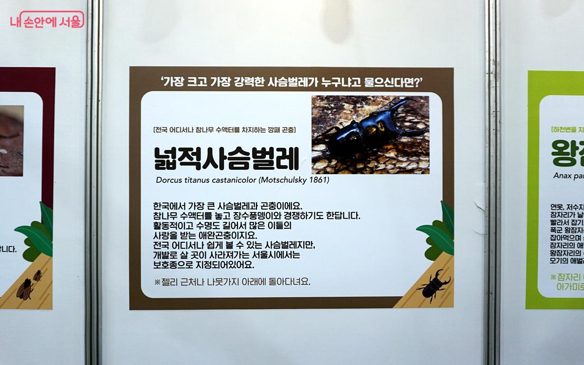 서울시 보호종으로 지정된 넓적사슴벌레 ©김윤경