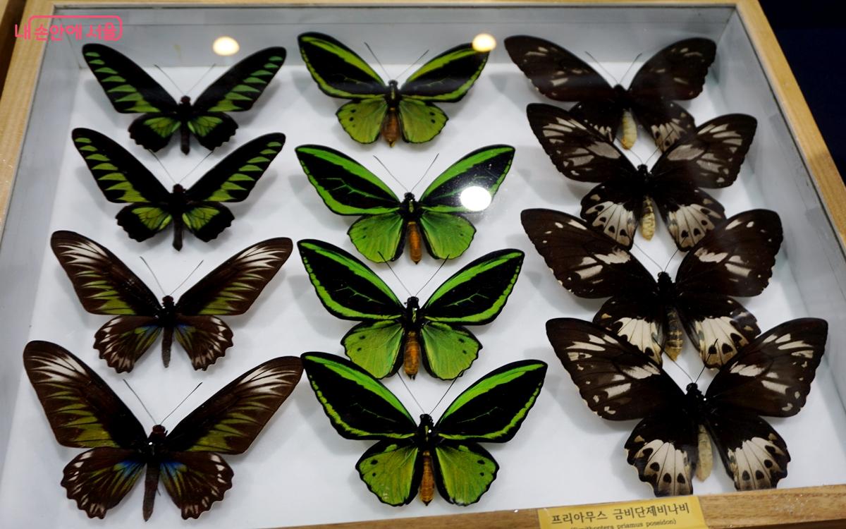  '대한민국 곤충경진대회'에서 만난 나비 표본 ©김윤경