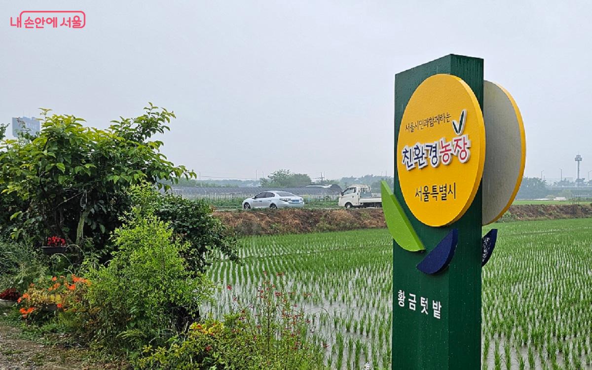 서울 시민과 함께하는 '친환경농장'  황금텃밭이다. ©권연주