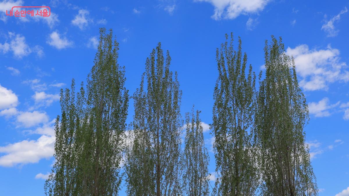 파란 하늘 아래 미루나무가 고향집을 생각나게 한다. ⓒ박성환