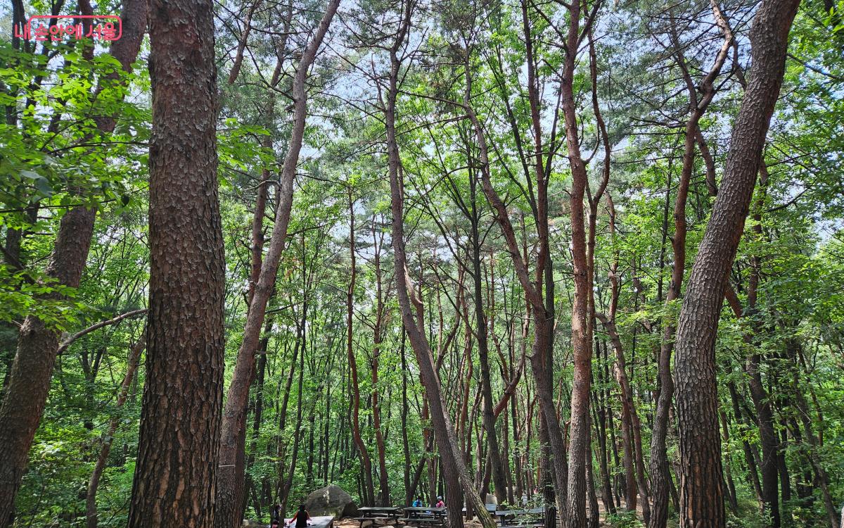 불암산의 우거진 숲 ©김준범