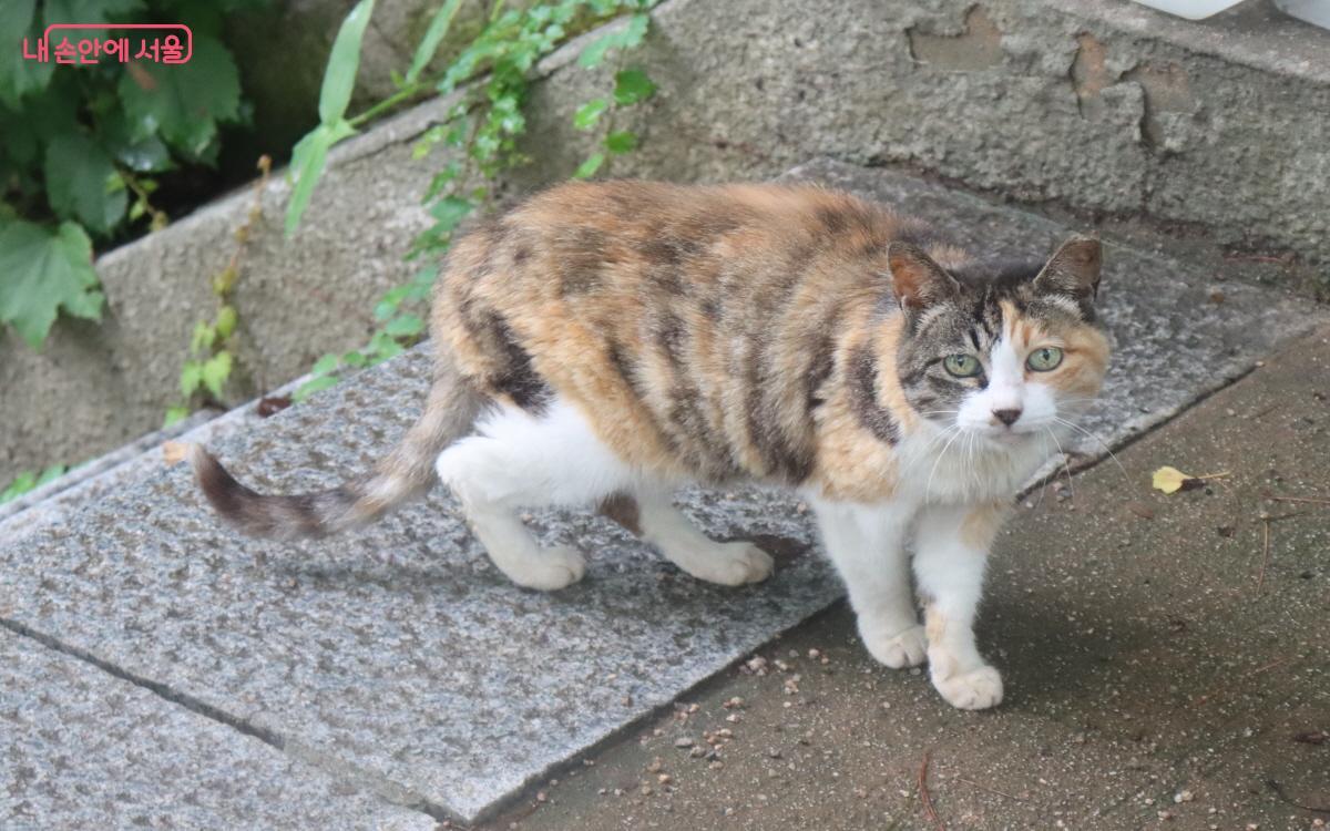 반려견 대기소 맞은편 고양이. ⓒ조수연