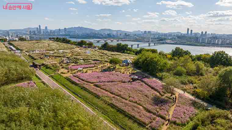 제23회 서울억새축제 세부 정보는 서울의 공원 누리집 새소식 게시판에서 확인 가능하다.