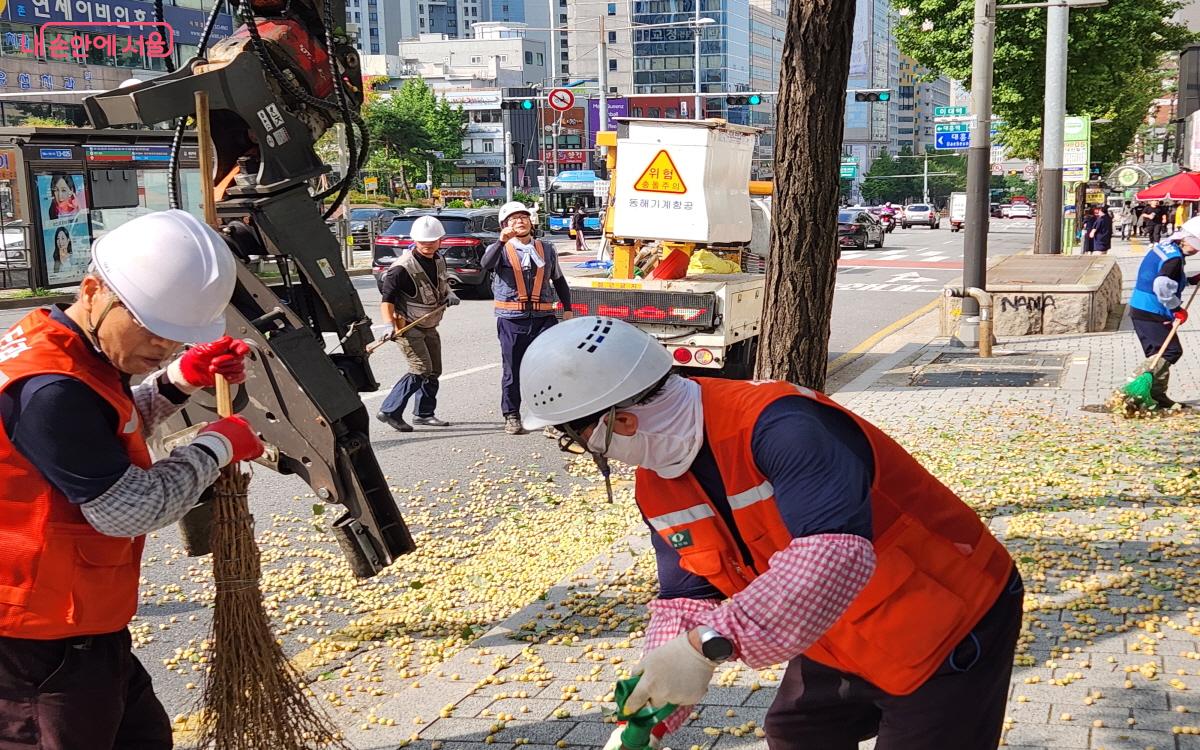 은행 열매 채취 기동반이 바닥에 떨어진 은행나무 열매를 쓸어 담고 있다. ⓒ윤혜숙