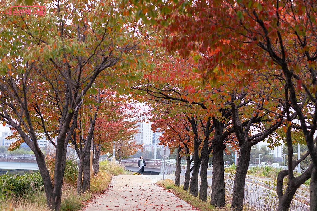 양평교에서 오목교까지 단풍 명소로 손색없다. ©문청야