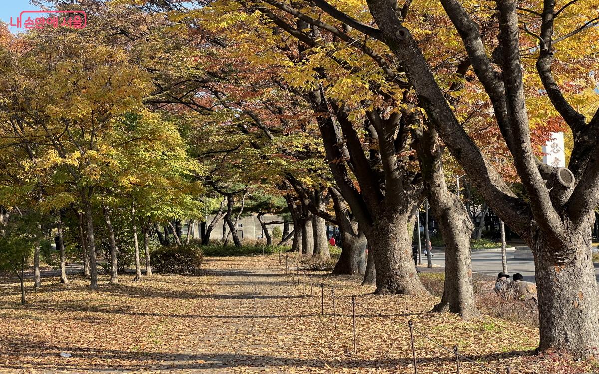 나무가 우거진 길이 많아 공원이지만 숲길을 걷는 느낌이 짙다. ©박지영