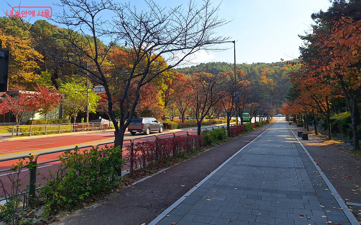 '세곡천' 입구로 가는 길이 단풍으로 물들어 있어 상쾌한 기분을 안겨 주었다. ⓒ정향선