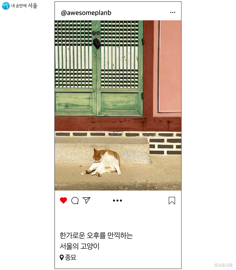 한가로운 오후를 만끽하는 서울의 고양이 / 종묘