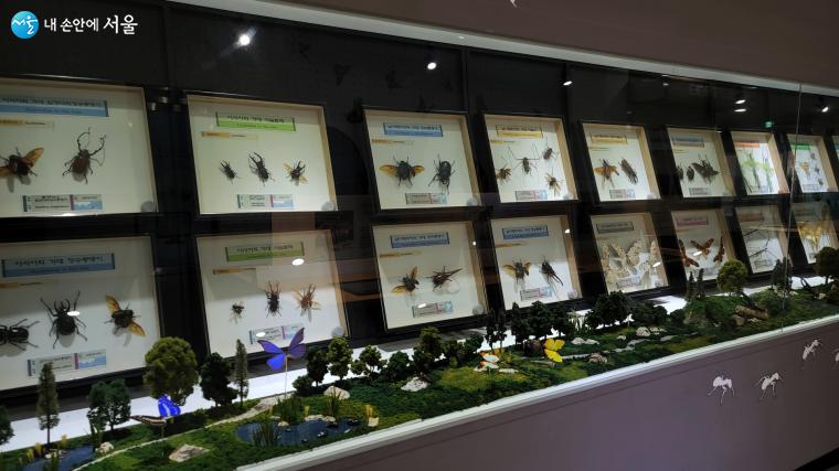 곤충학습관에서는 각종 곤충 표본이 전시돼 있다.