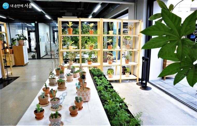 식물도에서는 각종 식물 상담 프로그램, 가드닝 수업, 정원 가꾸기, 강연 등의 프로그램이 진행된다 ⓒ조수봉