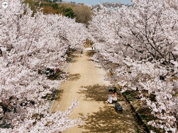 보행 전용 다리에서 내려다본 서울숲 벚꽃길, 그야말로 절경이다