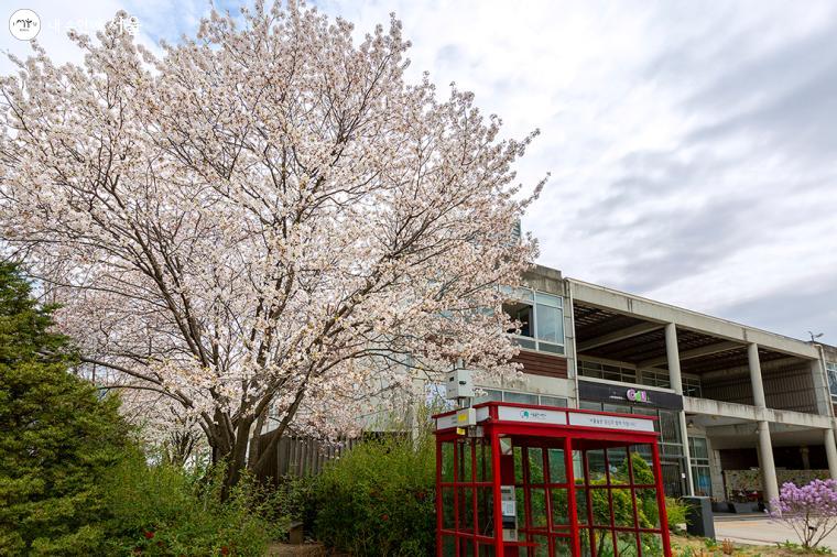 방문자센터 옆으로 벚나무 한 그루가 탐스럽게 꽃을 피웠다 ⓒ문청야