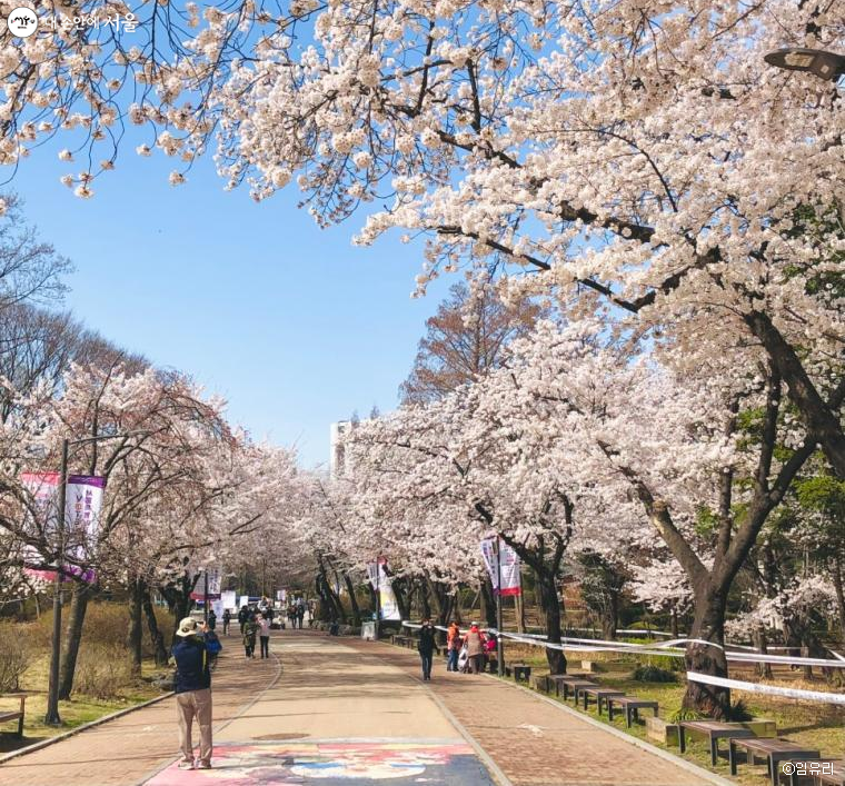 서울어린이대공원에 흐드러지게 핀 벚꽃, 쾌청한 하늘과 분홍빛의 벚꽃이 마음을 사로잡는다