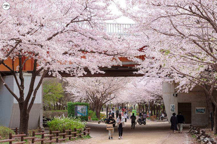 서울시는 끝나가는 봄을 아쉬워하는 시민들을 위해 다양한 '서울의 봄 풍경'을 준비했다