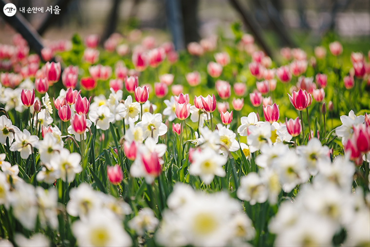 서울식물원은 4월 9일부터 봄꽃 전시를 시작한다.