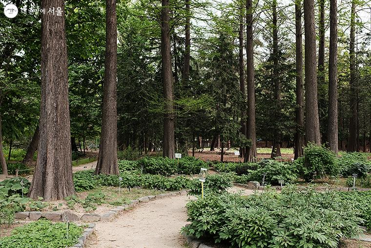 수생식물, 약용식물 그리고 오래된 두충과 문배를 만날 수 있는 ‘문배나무길’. 세부적으로는 제1수목원(침엽수원), 제3수목원(활엽수원), 약용식물원, 난대식물원이 있다. ⓒ김아름