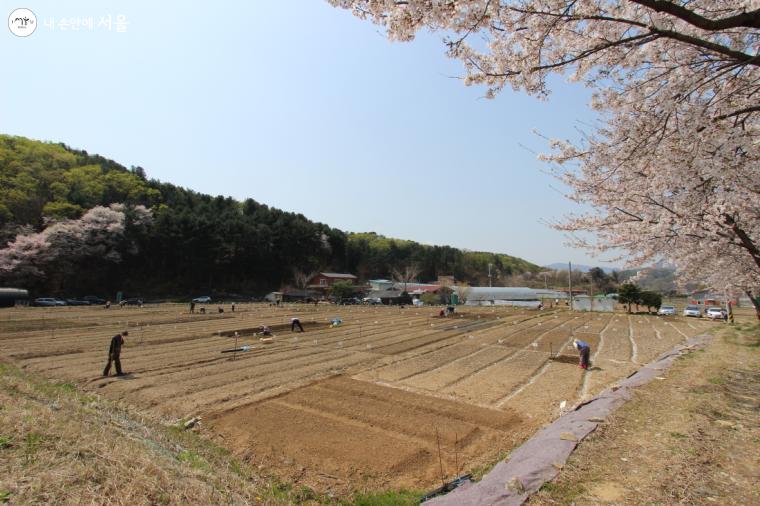 아름다운 농촌의 벚꽃 아래 나만의 친환경농장을 가꾸는 시민들