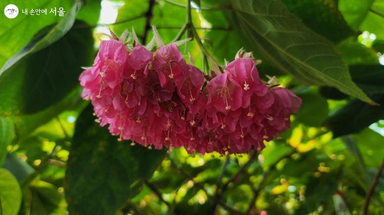 서울식물원 온실에서 만난 꽃송이가 탐스러운 식물, '돔베야 왈리치이'