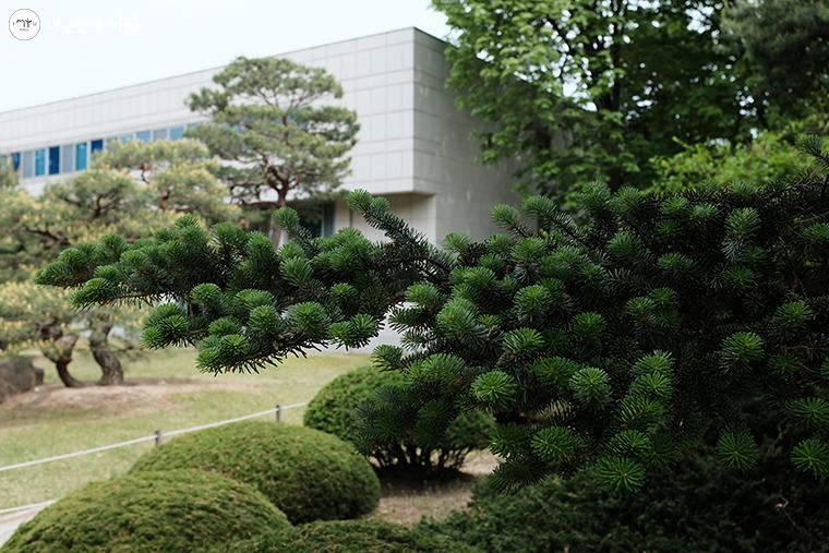 본관 옆에는 한라산 중턱에서 볼 수 있던 구상나무가 있다. 학명 ‘Abies Koreana’에서 볼 수 있듯이 우리나라에서만 자라는 희귀식물로 보호받고 있는 수종이다. ⓒ김아름