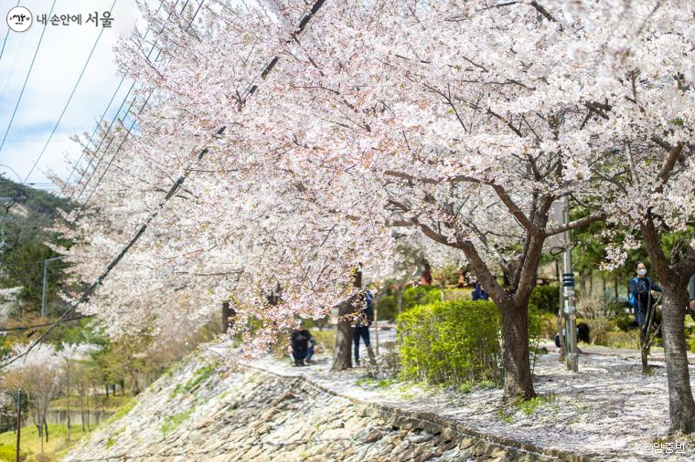 청운문학도서관 뒤편 청운공원 주변에 핀 벚꽃, 서울 벚꽃에 숨은 명소라 할 수 있다