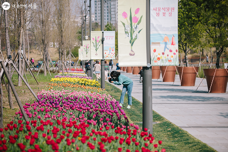 서울식물원 야외 정원과 온실에서 튤립을 비롯한 다양한 봄꽃 12만 본을 만날 수 있다.