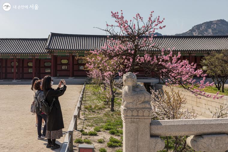 궁궐 산책을 나온 시민들이 아름다운 봄을 즐기고 있다 ⓒ이재연  