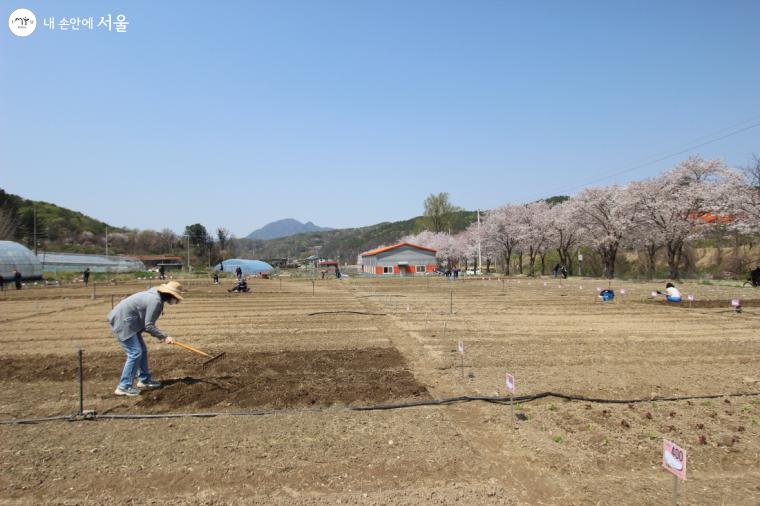 탁트인 교동농장에서 참여자들이 주말농장을 가꾸고 있다.
