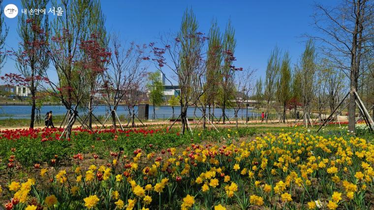 만개한 꽃들로 뒤덮인 서울식물원 호수원 수변가와 산책하는 시민들