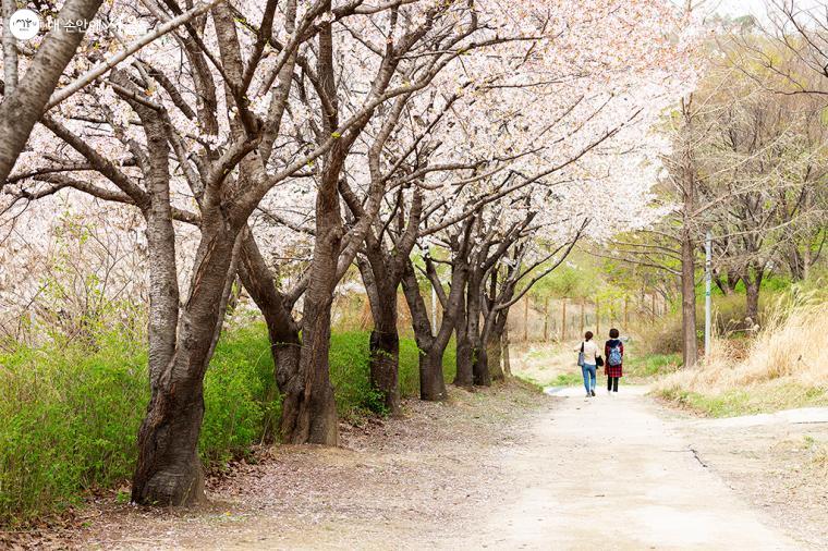 서울숲에서 가장 높은 바람의 언덕에는 호젓한 산책길이 있다. 코로나 확산 방지를 위해 12번 출입구인 생태숲 보행가교는 통제되었다 ⓒ문청야