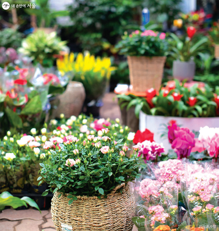 꽃시장에서는 꽃, 묘목, 씨앗 등을 시중보다 저렴하게 구매할 수 있다.