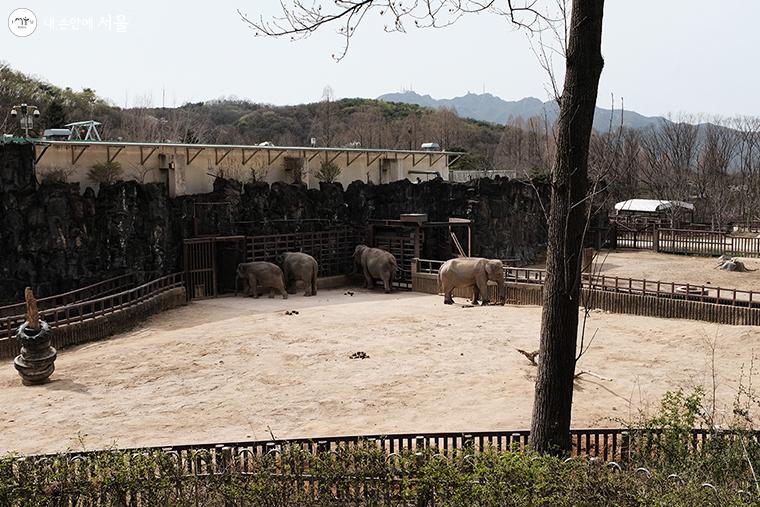 ‘대동물관’에서 볼 수 있는 아시아코끼리(Asian Elephant) ⓒ김아름