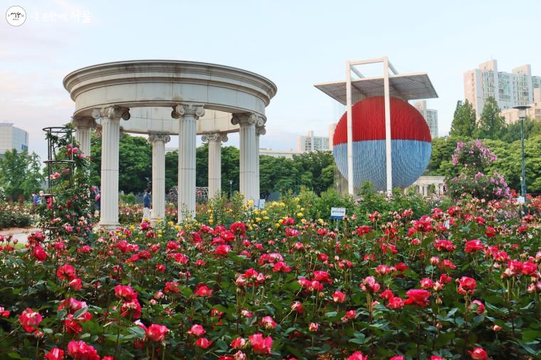 다양한 품종의 장미들이 만발한 올림픽공원 장미광장