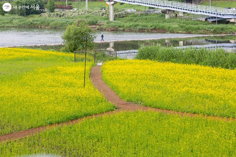 유채꽃 사이사이 걸을 수 있는 좁은 길을 만들어 놓았다 ©문청야