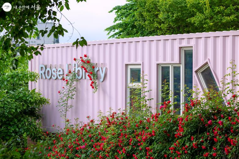 핑크색의 Rose Library와 넝쿨장미의 어울림이 예쁘다 ©문청야