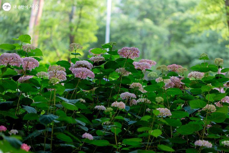 아름다운 여름꽃 수국을 서울숲에서 볼 수 있다 ⓒ문청야