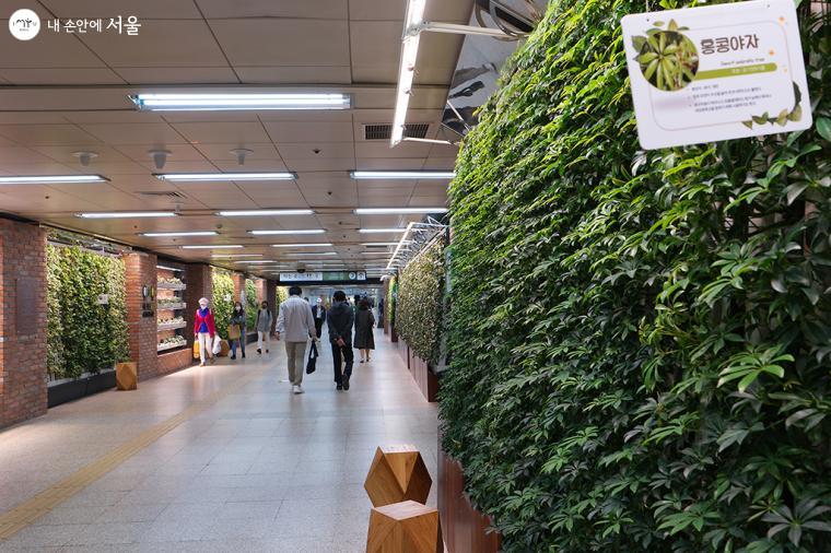 홍콩야자는 대표적인 공기정화식물로 가습 효과도 좋고 실내에서 키우기 쉬운 식물이다 ⓒ문청야