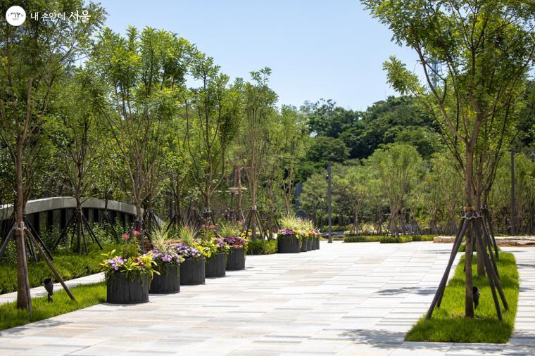 남산예장공원의 진입광장과 산책로 주변에 화려한 여름꽃과 화분이 배치되어 청량감을 선보이고 있다. 