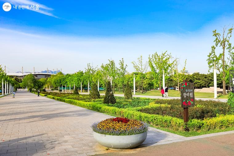 '평화의공원' 메트로폴리스 길 화단에는 '장미원'이 조성되어 있다. 