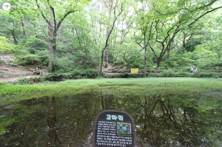 한해살이 풀 '고마리'가 서식하는 커다란 연못