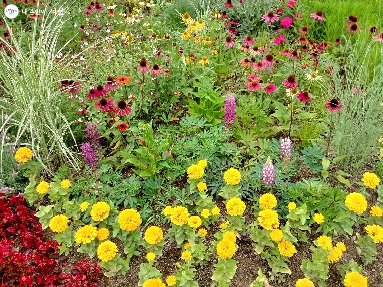 이름을 다 알진 못해도 눈에 익은 초여름 꽃들이 반갑다. 