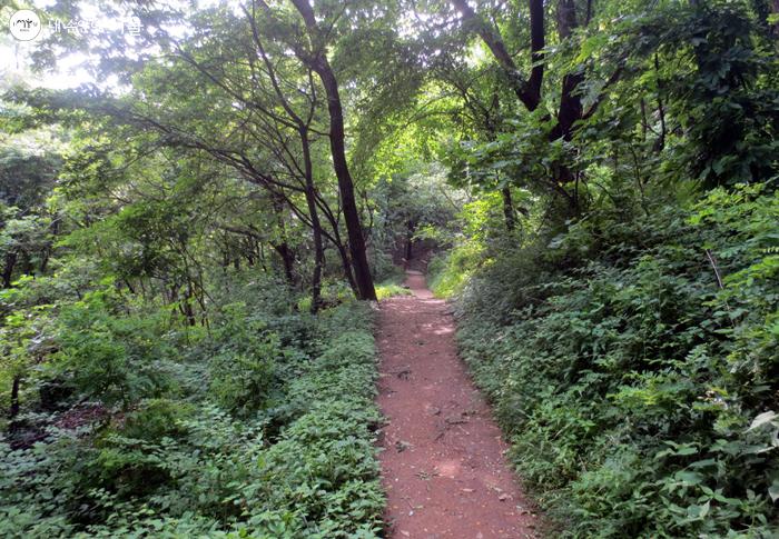 울창한 숲길을 따라 2시간 여 산책을 즐길 수 있다.