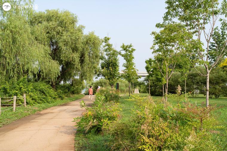 수변 생태숲으로 다양한 버드나무류의 수목을 관찰할 수 있는 하천 경관 수림대 풍경 ⓒ이재연