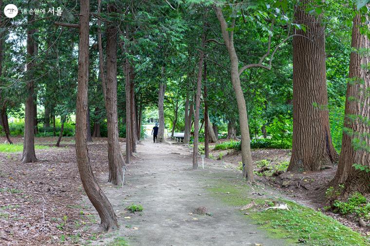 제1수목원(침엽수원), 오랜만에 푹신한 흙을 밟아본다. 코끝을 자극하는 풀냄새와 흙냄새가 코로나19로 무뎌졌던 감각을 일깨운다 ⓒ문청야