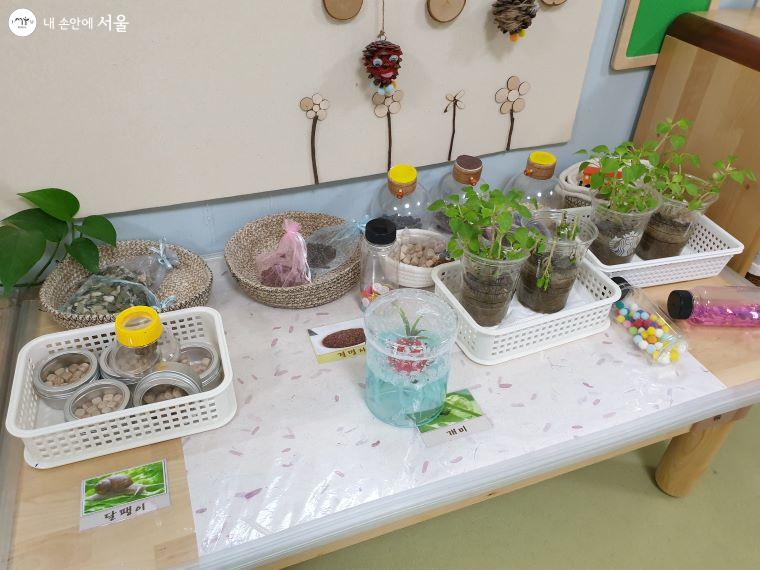 교실 테이블에 놓인 투명한 용기에서 식물이 자라고 있다.