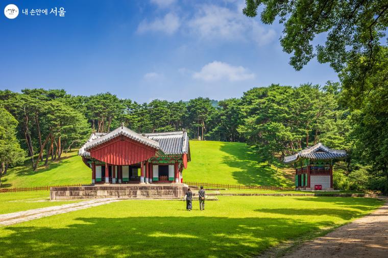 순조와 순원왕후의 합장릉인 인릉 능역을 호위하듯 감싸고 있는 소나무 군락. 원래 순조의 능은 경기도 파주시 교하에 있는 인조의 장릉 근처에 있었다. 철종 7(1856)년 풍수지리상의 이유로 태종 곁으로 천장된 것이다 ⓒ양인억