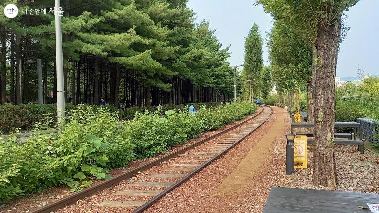 울창한 소나무숲을 가르고 미지의 세계로 끝없이 이어질 듯한 낭만 철길 ⓒ이봉덕